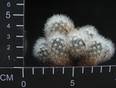Mammillaria densispina