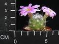 Mammillaria boolii