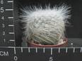 Mammillaria hahnianna