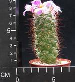 Mammillaria sheldonii