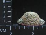 Mammillaria schiedeana