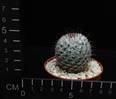 Mammillaria perezdelarosae