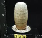 Mammillaria lanata