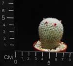 Mammillaria albilanata