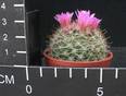 Mammillaria zeilmanniana