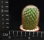 Mammillaria backebergiana v. ernestii