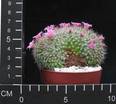 Mammillaria zeilmanniana cristata