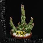 Monadenium ritchiei