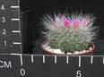 Mammillaria hahniana