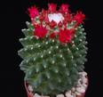 Mammillaria vagaspinaPP2010