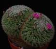 Mammillaria perbella PP20107