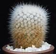 Notocactus succineus albispins