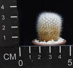 Notocactus succineus albispins