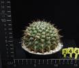 Notocactus uebelmannianus