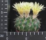 Notocactus submammulosus v. pampeanus