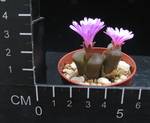 Ophthalmophyllum praesectum