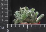 Opuntia elata cristata