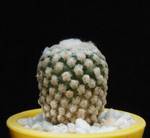 Pelecyphora valdeziana