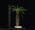 Pachypodium lamerei