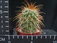 Parodia roseoalba