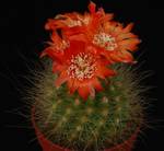 Parodia penicillataPP2010