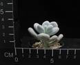 Pachyphytum oviferum