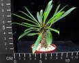 Pachypodium lamerei