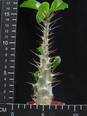 Pachypodium saundersii