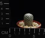 Pelecyphora pseudopectinata