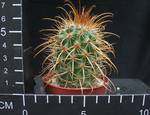 Parodia roseoalba