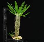 Pachypodium fiherensis