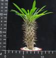 Pachypodium lamerei