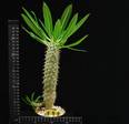 Pachypodium fiherensis