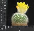 Parodia chrysacanthion