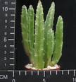 Stapelia grandiflora