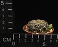 Sulcorebutia candiae