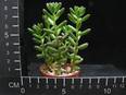 Sedum rubrotinctum