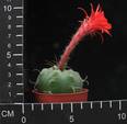 Submatucana madisoniorum