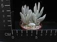 Senecio haworthii