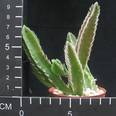 Stapelia gettleffii