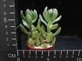 Sedum lucidum