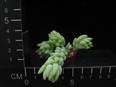 Sedum morganianum