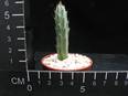 Senecio stapeliaformis