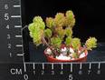 Sedum acre sp.