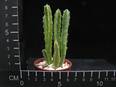 Stapelia grandiflora
