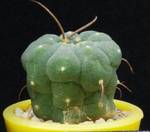 Submatucana madisoniorum