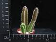 Stapelia gettleffii