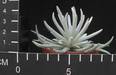 Senecio scaposus