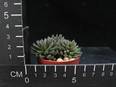 Sinocrassula yunnanensis