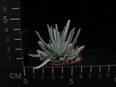 Senecio scaposus